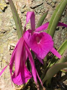 Brassocattleya Debby Sauer