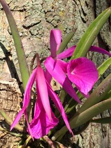 Brassocattleya Debby Sauer