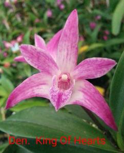 Dendrobium King of Hearts