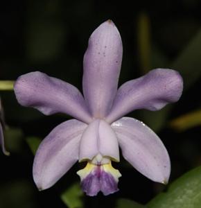 Cattleya Gaudii