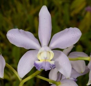 Cattleya Gaudii