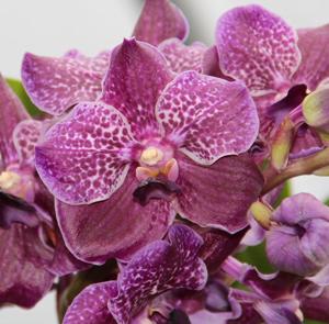 Vanda Pure's Wax