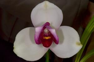 Lycaste Rakuhoku
