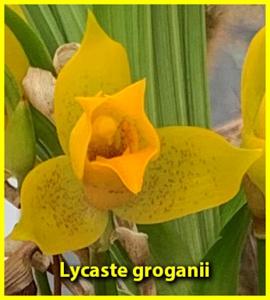 Lycaste groganii