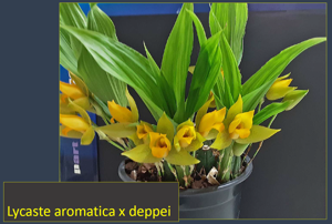 Lycaste groganii