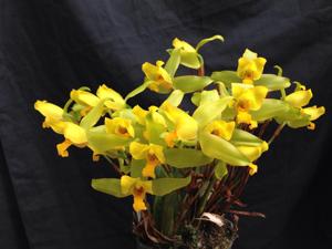 Lycaste groganii