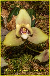 Lycaste imschootiana