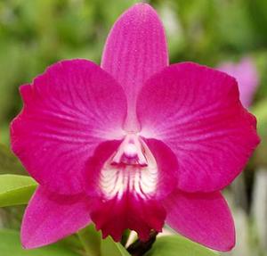 Cattleya Fuchsia Fire
