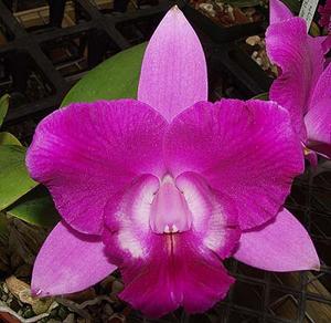 Cattleya Garrett Collins