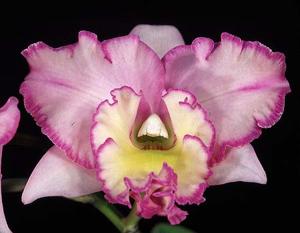 Rhyncatlaelia Picotee Passion