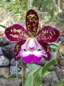 Cattleya Motte Spot