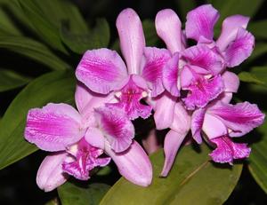 Cattleya Pedra da Gavea