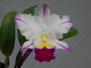 Rhyncholaeliocattleya Laura Bush