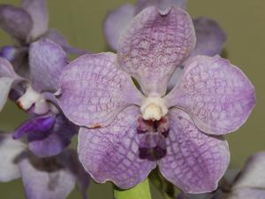 Vanda Memoria Louis Hatos