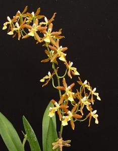 Oncidium Chaculatum