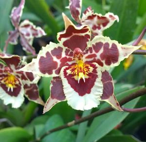 Oncidium Castle Issa