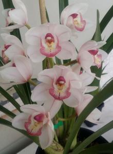 Cymbidium My Sweet