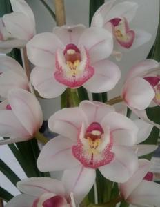 Cymbidium My Sweet