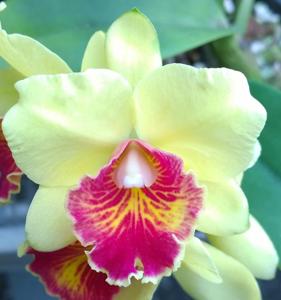 Rhyncholaeliocattleya Serene Beau