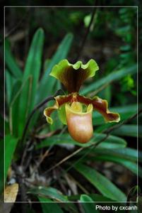 Paphiopedilum herrmannii