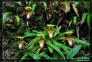 Paphiopedilum herrmannii