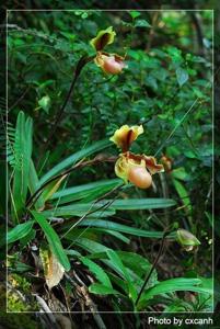 Paphiopedilum herrmannii