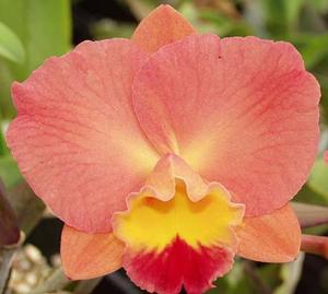 Rhyncholaeliocattleya Golden Circle