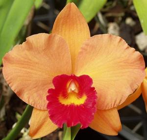 Rhyncholaeliocattleya Golden Circle