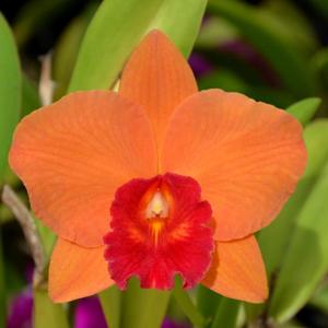 Rhyncholaeliocattleya Golden Circle