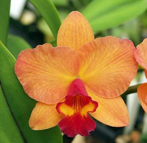 Rhyncholaeliocattleya Golden Circle