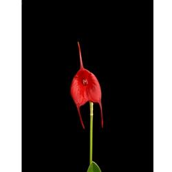 Masdevallia Redshine