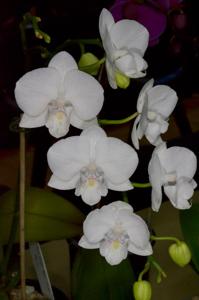 Phalaenopsis Kung's Amar Dott