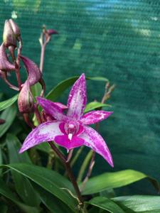 Dendrobium Warragul