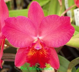 Rhyncholaeliocattleya Rubescence