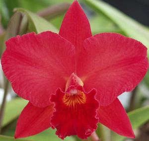 Rhyncholaeliocattleya Rubescence