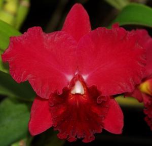 Rhyncholaeliocattleya Rubescence