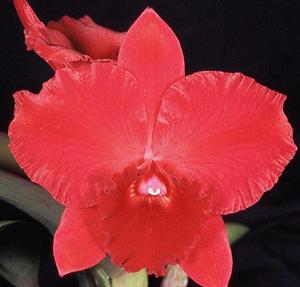 Rhyncholaeliocattleya Rubescence