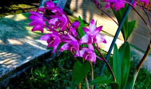 Dendrobium Cracker