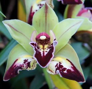 Cymbidium Butterfly Magic