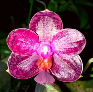 Phalaenopsis I-Hsin Spot Eagle