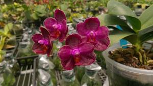 Phalaenopsis I-Hsin Spot Eagle