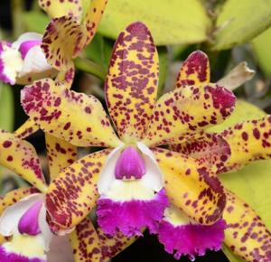 Cattleya Lucky Charms