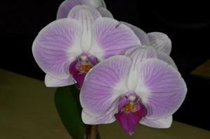 Phalaenopsis Sogo Moonhalo