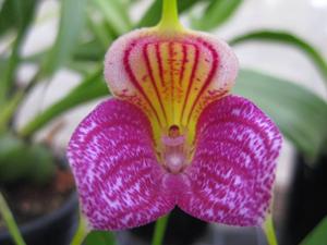 Masdevallia Crown Prince