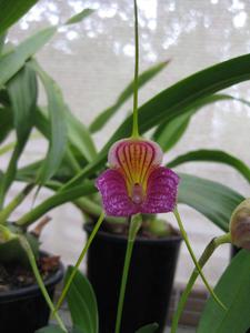 Masdevallia Crown Prince