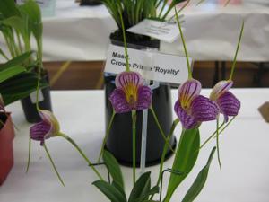 Masdevallia Crown Prince