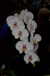 Phalaenopsis I-Hsin Spotted Deer