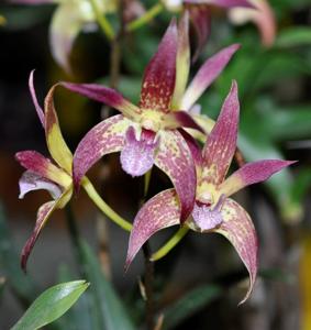 Dendrobium Mekong