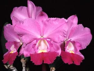 Cattleya Carmela's Tropical Beauty