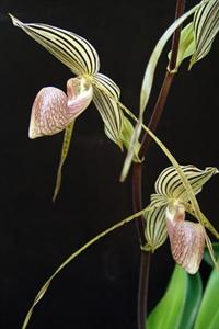 Paphiopedilum Taiwan